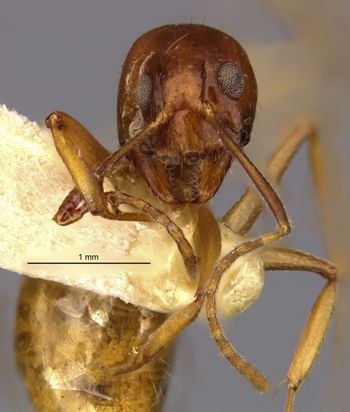Media type: image;   Entomology 21203 Aspect: head frontal view